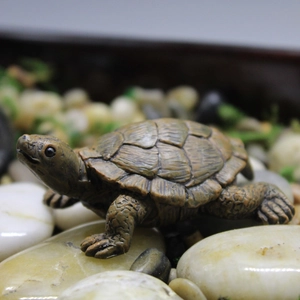 Realistic miniature turtle figurine for micro landscape gardening and succulent decor