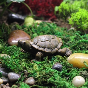 Realistic resin turtle miniature with detailed shell texture on green moss and pebbles