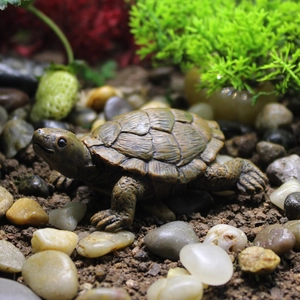Miniature lifelike turtle figurine with realistic resin texture for garden decoration