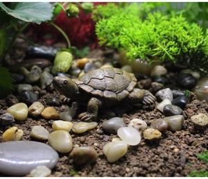 Detailed realistic resin tortoise figurine nestled in moss and stones for micro landscapes