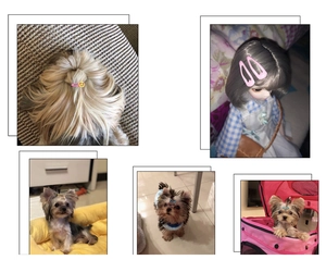 Mini fermagli per capelli da 2 cm per bambole BJD e cani Yorkshire, vari stili carini