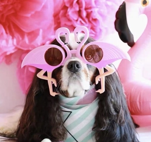 Close-up of a puppy wearing pink flamingo shaped sunglasses with brown lenses