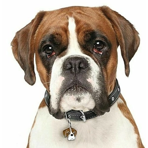 Close-up of a Boxer dog wearing a black leather collar with a custom breed-shaped tag