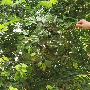 Artificial banyan leaf branch compared with real foliage for realistic green decor