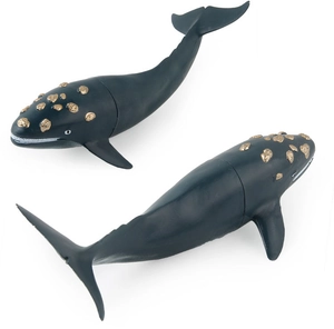 Macro view of highly detailed North Atlantic Right Whale marine life models for kids