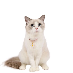 Adjustable pink pet collar with daisy pendant worn by a fluffy Ragdoll cat on white background