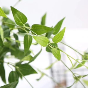 Macro shot of green artificial leaf texture on a decorative clematis vine hanging plant