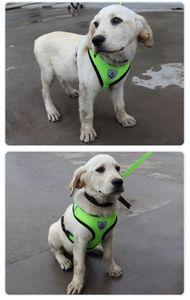 Detail of neon green mesh pet harness showing breathable texture and labrador puppy fit