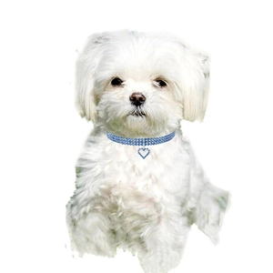 Elastic blue rhinestone pet collar with a heart-shaped pendant worn by a dog