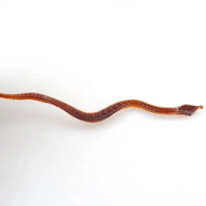 Macro shot of realistic brown plastic snake toy with curved texture on white background
