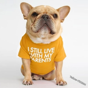 Detail of yellow French Bulldog T-shirt with 'I STILL LIVE WITH MY PARENTS' print