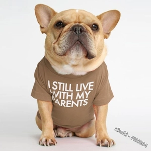 Detail of khaki cotton pet T-shirt with white printed slogan on a French Bulldog