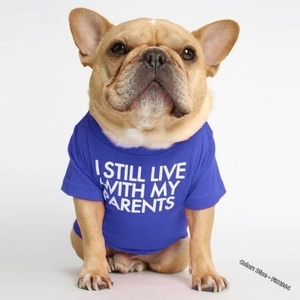 Detail of royal blue cotton pet T-shirt with humorous white letter print for French Bulldogs
