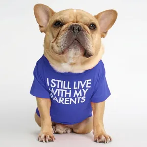 French Bulldog wearing a royal blue cotton T-shirt with I Still Live With My Parents print