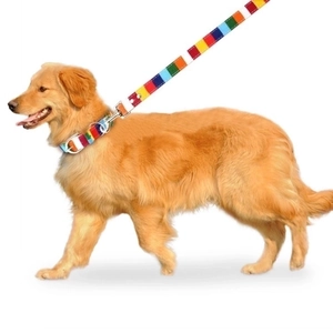Rainbow striped canvas pet collar and leash set for dogs on a golden retriever
