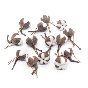 Natural dried cotton bolls with brown husks and white fiber for home floral decoration