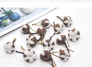 Detail shot of natural dried cotton bolls with brown shells and white fibers on a white base