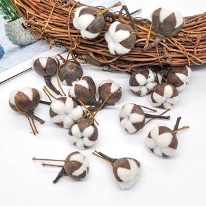 Natural dried cotton bolls with white fibers and brown husks on white rustic background