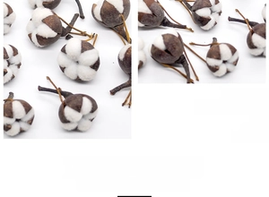 Macro shot of fluffy natural dried cotton flower heads for Christmas home decorations