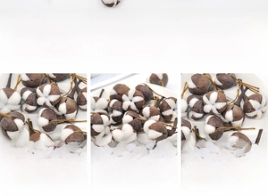 Detail shot of natural dried cotton bolls with brown husks on white ceramic plate decor