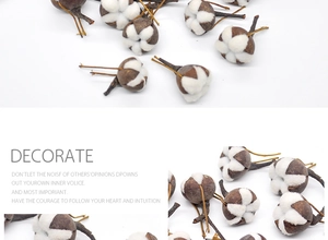 Close-up of natural dried cotton bolls with white fluffy fibers for home floral decoration