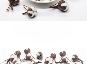 Detailed view of dried natural cotton flower heads with white soft fiber for decor
