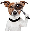 Detailed view of a Jack Russell Terrier holding a magnifying glass with a black collar