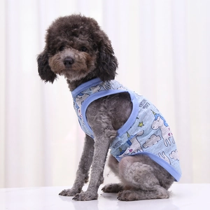 Close-up of a poodle wearing a blue cartoon unicorn vest on a white background