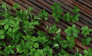 Detailed close-up of artificial green plant leaves with natural textures on bamboo background
