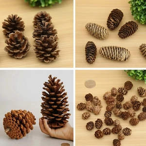 Natural pine cones set in various sizes and shapes for Christmas decor and DIY crafts