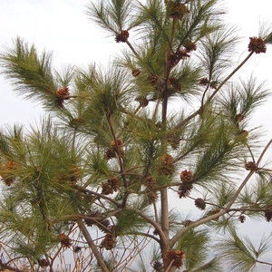 Detailed view of natural pine cones on a branch with lush green pine needles for DIY crafts