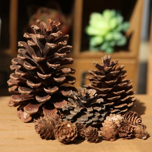 Macro detail of various natural pine cone sizes on a warm wooden background for DIY decor