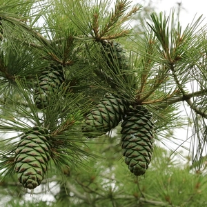 Detail of green pine cones growing on natural pine tree branches for holiday decor