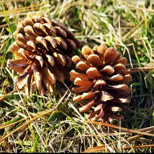 Macro shot of two natural pine cones with open scales on a grass background