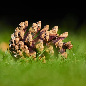 Macro shot of natural pine cone with woody scale textures on green grass background