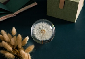 Macro shot of dandelion seed puff preserved in clear resin crystal ball on green desk