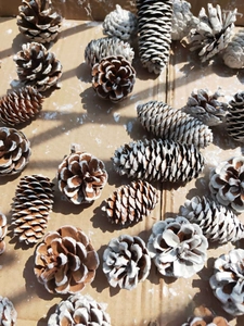 Macro view of natural pine cones with white snow paint on brown cardboard background