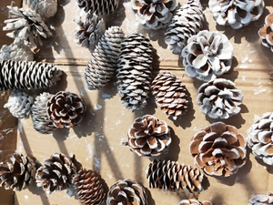 Macro detail of natural dried pine cones with white snow effect for Christmas decor