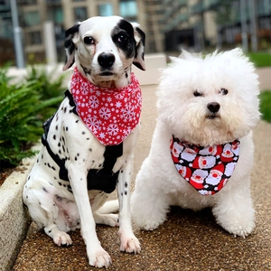 Outdoor shot of two dogs wearing Christmas snowflake and Santa print bandanas