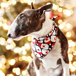 Bull Terrier wearing a red Christmas Santa print dog bandana with festive bokeh lights