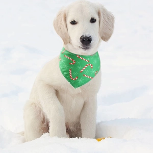 White puppy in snow wearing a green Christmas pet bandana with red candy cane patterns