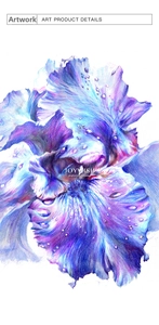 Detailed iris flower drawing showing realistic textures and colors from oil colored pencils