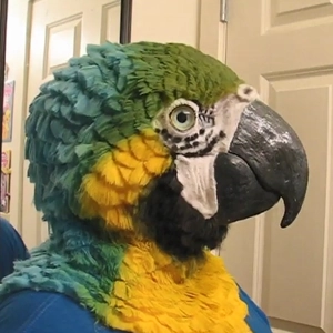 Realistic macaw parrot head mask with blue and yellow feathers for Halloween cosplay