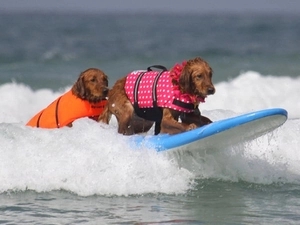 Detail of dog life jacket with reinforced handle and adjustable straps on surfing dogs