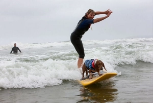 Deep blue polka dot dog life jacket with rescue handle shown in action during surfing