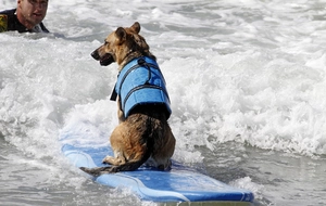 Close-up of blue dog life jacket with adjustable buckles on a dog riding a surfboard