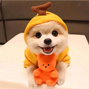 Close-up of a yellow pet hoodie with sprout decoration and mini bear plush toy accessory