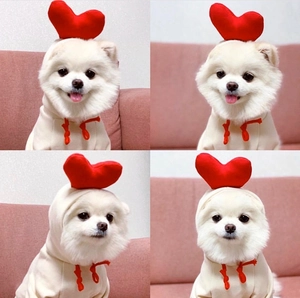 Detailed views of beige pet hoodie with red heart decor on small Pomeranian dog
