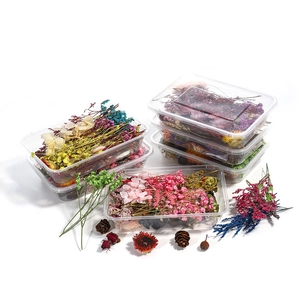 Assorted dried flowers and pine cones in clear boxes for DIY herbarium floral crafts