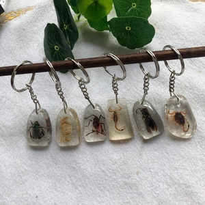 Detail of real insect specimens in clear resin keychains hanging from a wooden stick